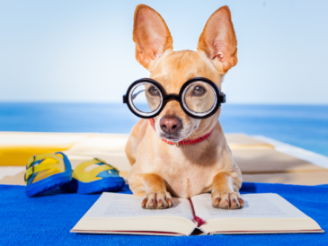 puppy reading a book wearing glassess